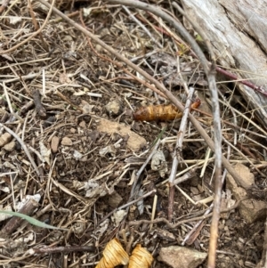 Hepialidae (family) at The Angle, NSW - 27 Jun 2024