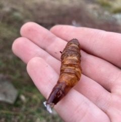 Hepialidae (family) at The Angle, NSW - suppressed