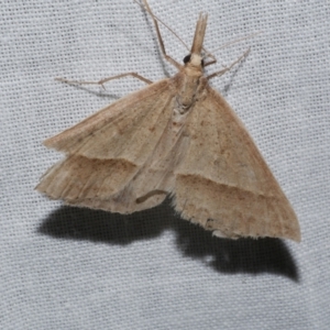 Epidesmia hypenaria at WendyM's farm at Freshwater Ck. - 21 Dec 2022 10:10 PM