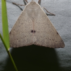 Arhodia lasiocamparia (Pink Arhodia) at WendyM's farm at Freshwater Ck. - 22 Dec 2022 by WendyEM