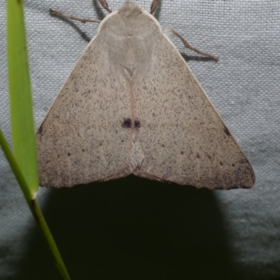 Arhodia lasiocamparia (Pink Arhodia) at WendyM's farm at Freshwater Ck. - 21 Dec 2022 by WendyEM