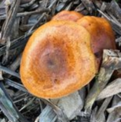 Unidentified Fungus at Cowra, NSW - 27 Jun 2024 by brunonia