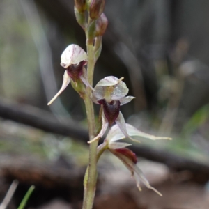 Acianthus collinus at Conimbla National Park - 24 Jun 2024