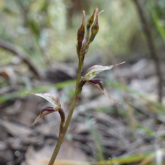 Acianthus collinus at Conimbla National Park - suppressed