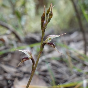 Acianthus collinus at Conimbla National Park - 24 Jun 2024