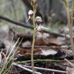 Acianthus collinus at Conimbla National Park - 24 Jun 2024