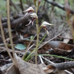 Acianthus collinus at Conimbla National Park - 24 Jun 2024