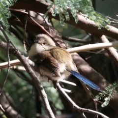 Malurus cyaneus (Superb Fairywren) at Benalla, VIC - 22 Jun 2024 by jb2602