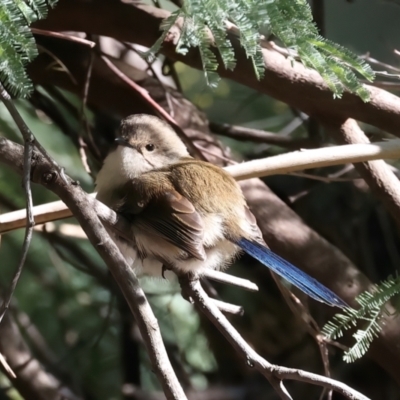 Malurus cyaneus (Superb Fairywren) at Benalla, VIC - 22 Jun 2024 by jb2602