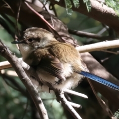 Malurus cyaneus at Benalla, VIC - 22 Jun 2024