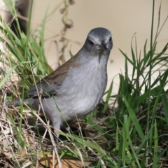 Colluricincla harmonica (Grey Shrikethrush) at Benalla, VIC - 22 Jun 2024 by jb2602