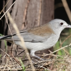 Colluricincla harmonica at Benalla, VIC - 22 Jun 2024 11:13 AM