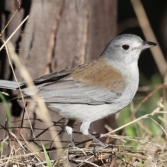 Colluricincla harmonica at Benalla, VIC - 22 Jun 2024 11:13 AM