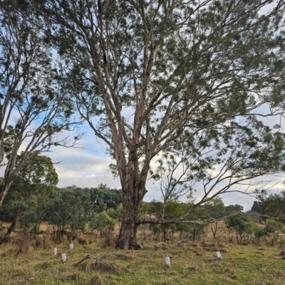 Eucalyptus melliodora (Yellow Box) at Taylor, ACT - 27 Jun 2024 by Jiggy
