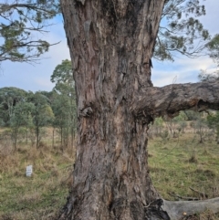 Eucalyptus melliodora at Taylor, ACT - 27 Jun 2024 07:47 AM