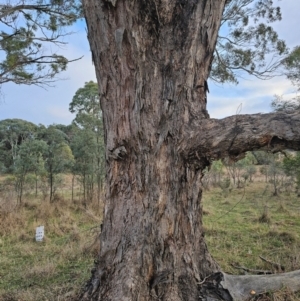 Eucalyptus melliodora at Taylor, ACT - 27 Jun 2024