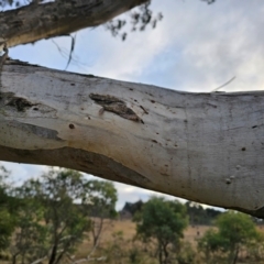 Eucalyptus melliodora at Taylor, ACT - 27 Jun 2024 07:47 AM