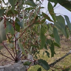 Eucalyptus melliodora at Taylor, ACT - 27 Jun 2024 07:47 AM