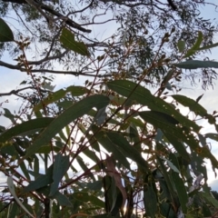 Eucalyptus melliodora at Taylor, ACT - 27 Jun 2024 07:47 AM