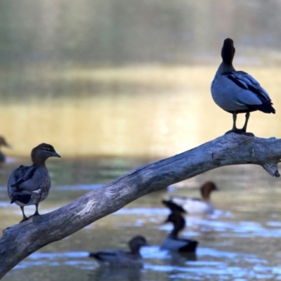 Chenonetta jubata (Australian Wood Duck) at Benalla, VIC - 22 Jun 2024 by jb2602