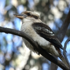 Dacelo novaeguineae (Laughing Kookaburra) at Benalla, VIC - 22 Jun 2024 by jb2602