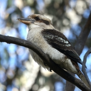 Dacelo novaeguineae at Benalla, VIC - 22 Jun 2024