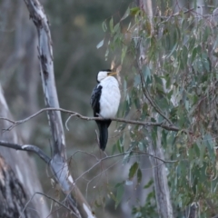 Microcarbo melanoleucos (Little Pied Cormorant) at Benalla, VIC - 22 Jun 2024 by jb2602