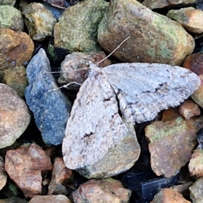 Didymoctenia exsuperata (Thick-lined Bark Moth) at Sullivans Creek, Lyneham South - 28 Jun 2024 by trevorpreston