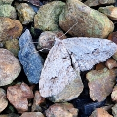 Didymoctenia exsuperata at Sullivans Creek, Lyneham South - 28 Jun 2024