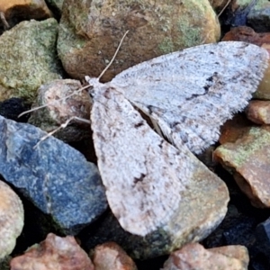 Didymoctenia exsuperata at Sullivans Creek, Lyneham South - 28 Jun 2024