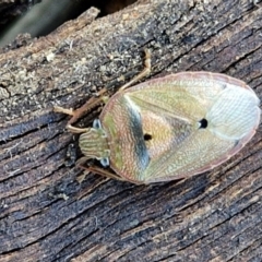 Amphaces sp. (genus) (Shield bug) at City Renewal Authority Area - 28 Jun 2024 by trevorpreston