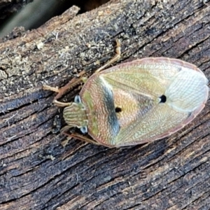 Amphaces sp. (genus) at suppressed - 28 Jun 2024