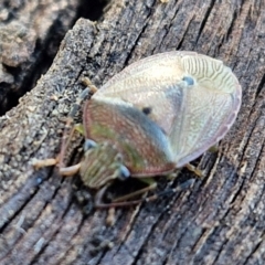 Amphaces sp. (genus) at suppressed - 28 Jun 2024