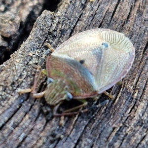 Amphaces sp. (genus) at suppressed - 28 Jun 2024