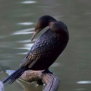 Phalacrocorax sulcirostris at Benalla, VIC - 22 Jun 2024