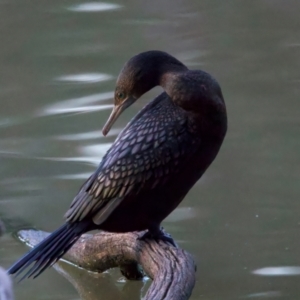 Phalacrocorax sulcirostris at Benalla, VIC - 22 Jun 2024 05:07 PM