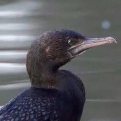 Phalacrocorax sulcirostris at Benalla, VIC - 22 Jun 2024