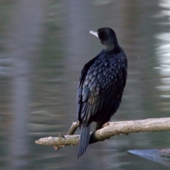 Phalacrocorax sulcirostris at Benalla, VIC - 22 Jun 2024