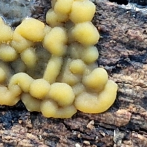 Myxomycete-plasmodium(class) at Sullivans Creek, Lyneham South - 28 Jun 2024