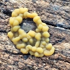 Myxomycete-plasmodium(class) at Sullivans Creek, Lyneham South - 28 Jun 2024