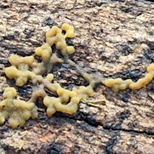 Myxomycete-plasmodium(class) at Sullivans Creek, Lyneham South - 28 Jun 2024