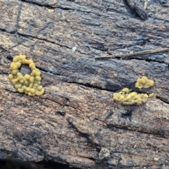 Myxomycete-plasmodium(class) at Sullivans Creek, Lyneham South - 28 Jun 2024 12:35 PM