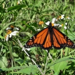 Danaus plexippus (Monarch) at Rewan, QLD - 28 Jun 2024 by MB