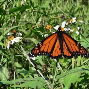 Danaus plexippus at Rewan, QLD - 28 Jun 2024