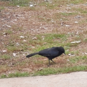 Corcorax melanorhamphos at Rewan, QLD - 28 Jun 2024