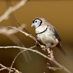 Stizoptera bichenovii at Evatt, ACT - suppressed