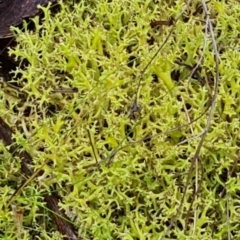 Cladia aggregata (A lichen) at Aranda Bushland - 25 Jun 2024 by WalkYonder