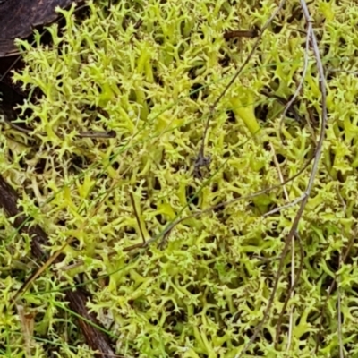 Cladia aggregata (A lichen) at Aranda Bushland - 25 Jun 2024 by WalkYonder