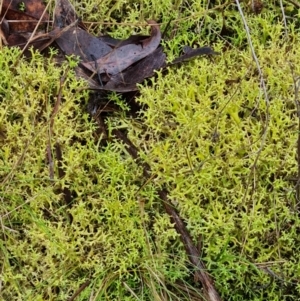 Cladia aggregata at Aranda Bushland - 25 Jun 2024