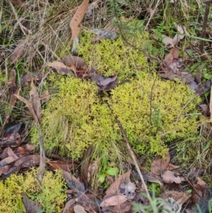 Cladia aggregata at Aranda Bushland - 25 Jun 2024